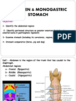 Abdomen and Monogastric Stomach