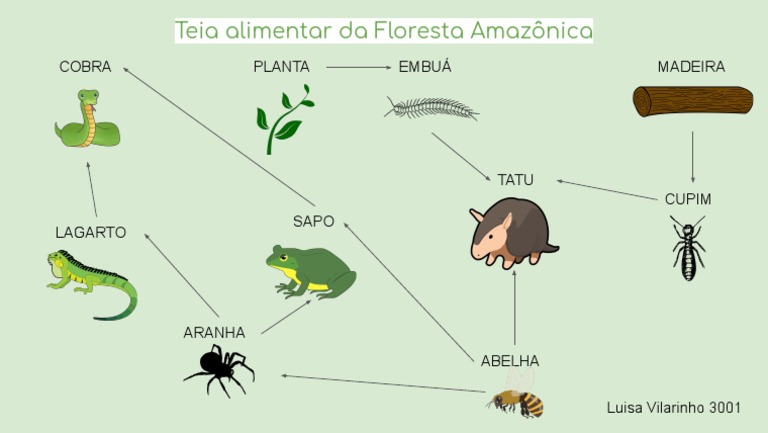 Teia Alimentar Da Floresta Amazônica | PDF