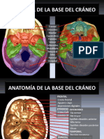 Base de Craneo