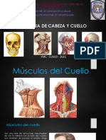 Musculos Cuello (Examen)