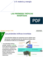 Pirámides tróficas invertidas: causas y ejemplos