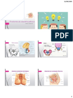 Anatomia Do Assoalho Pélvico