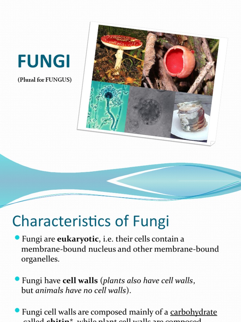 Fungi (Plural For FUNGUS) PDF Fungus Cell (Biology)