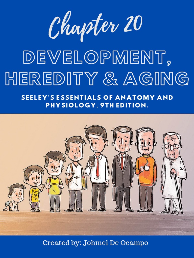 Anatomy & Physiology (Chapter 20 - Development, Heredity and Aging ...