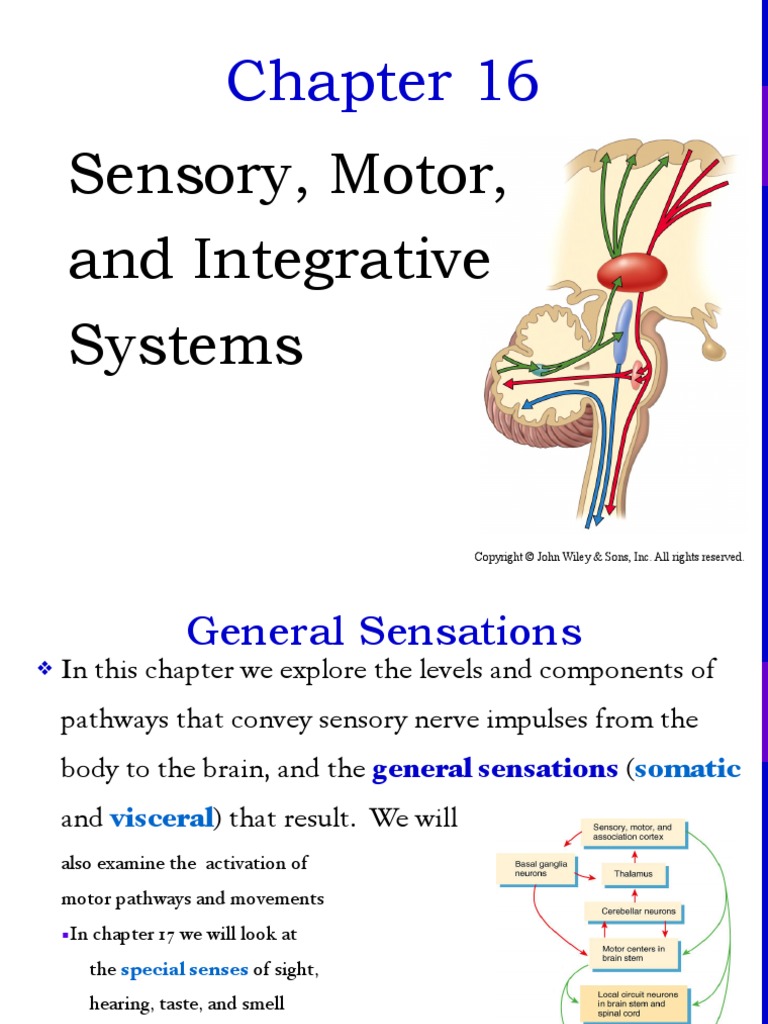 Sensory, Motor, and Integrative Systems PDF Motor Neuron Senses