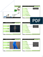 Anatomia Do Sistema Muscular No Curso de Flexibilidade e Alongamento