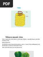 Tobacco Mosaic Virus: Structure & Replication | PDF | Virus