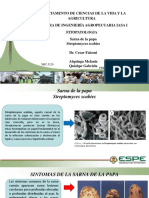 Control de la sarna de la papa (Streptomyces scabies