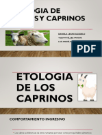 428354592 Etologia de Ovinos y Caprinos