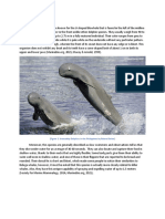 Morphology: (Figure 1: Irrawaddy Dolphins in The Philippines by Roland Seitre)