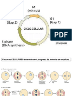 03y04CicloCelular 14698