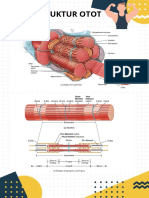 Struktur Otot 