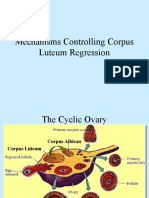 Mechanisms Controlling Corpus Luteum Regression