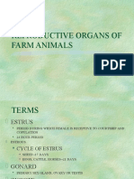 Reproductive Organs of Farm Animals
