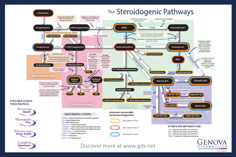 The Steroidogenic Pathways | PDF | Progesterone | Cytochrome P450