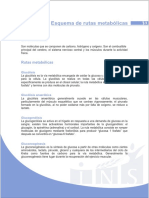 Esquema Rutas Metabolicas