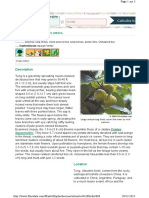 WWW - Floridata.com - Plants - Euphorbiaceae - Aleurites Fordi