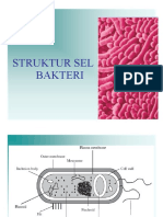 Struktur Sel Bakteri 1