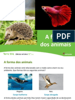 U7 Forma Animais Simetria