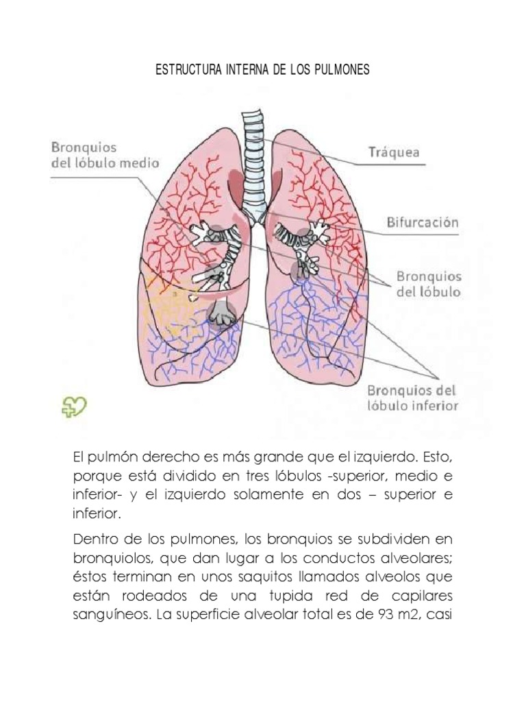 Estructura interna de los pulmones | PDF | Ciencia y matemáticas, image size:768x1024