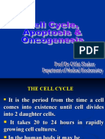 Cell Cycle, Apoptosis, Oncogenesis