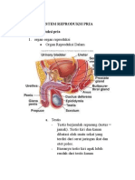 SISTEM REPRODUKSI PRIA