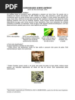 curiosidades-anfibios