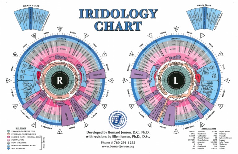 Iridology Chart PDF