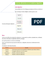 Generalidades y Funciones Del Aparato Digestivo