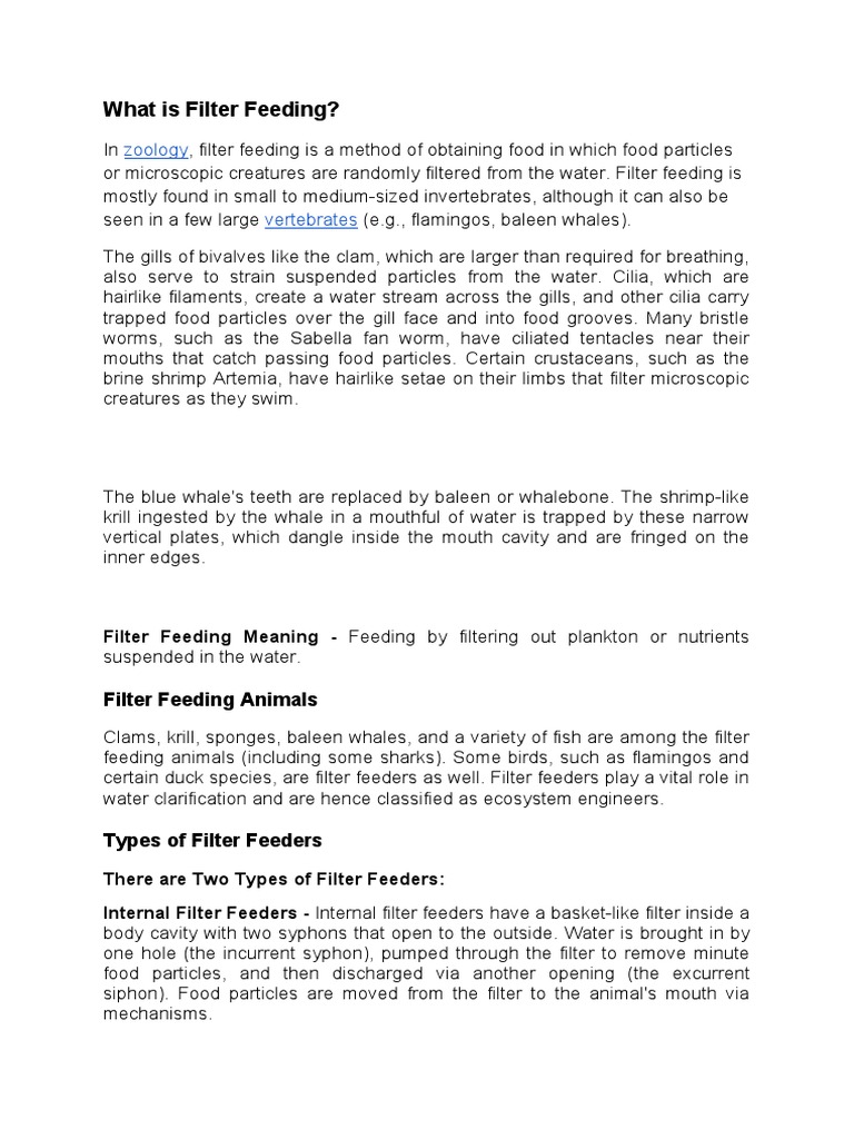 Filter Feeding in Mpolychatete, Molluscs and Echinodermata PDF Gill