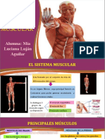 El Sistema Muscular