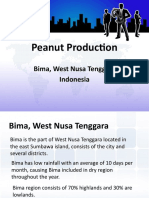 Peanut Production: Bima, West Nusa Tenggara Indonesia