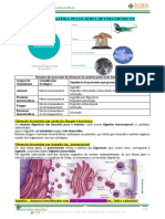 Bio10_02_2_ObtençãoMatéria_Heterotróficos