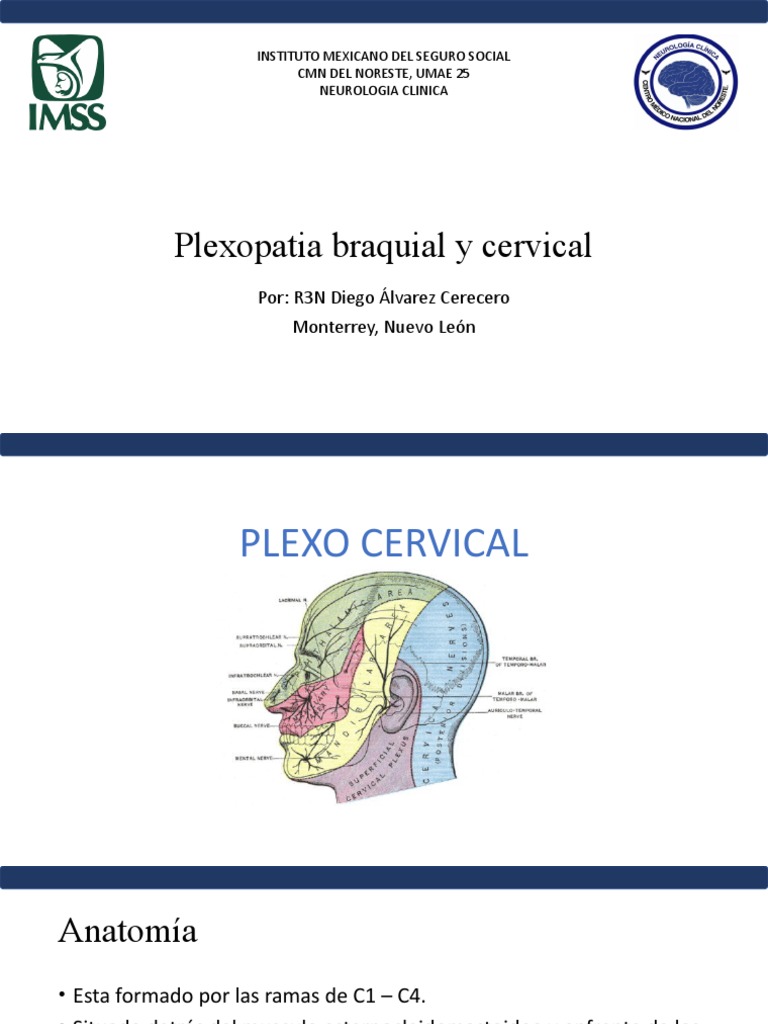 Plexo Braquial Pdf Mano Especialidades Medicas
