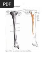 Anatomie et clinique du triangle de Scarpa | PDF | Anatomie de membre ...