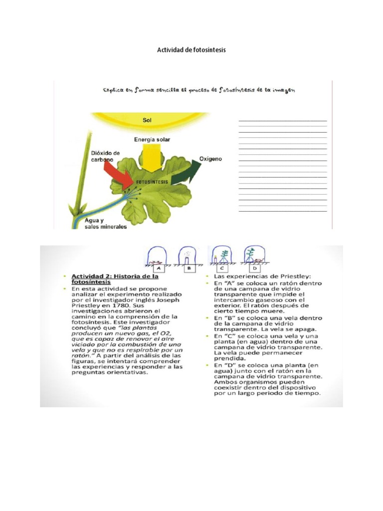 Actividad de Fotosíntesis | PDF