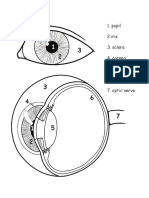 The Eye: 1. Pupil 2.iris 3. Sclera 4. Cornea 5. Lens 6. Retina 7. Optic Nerve