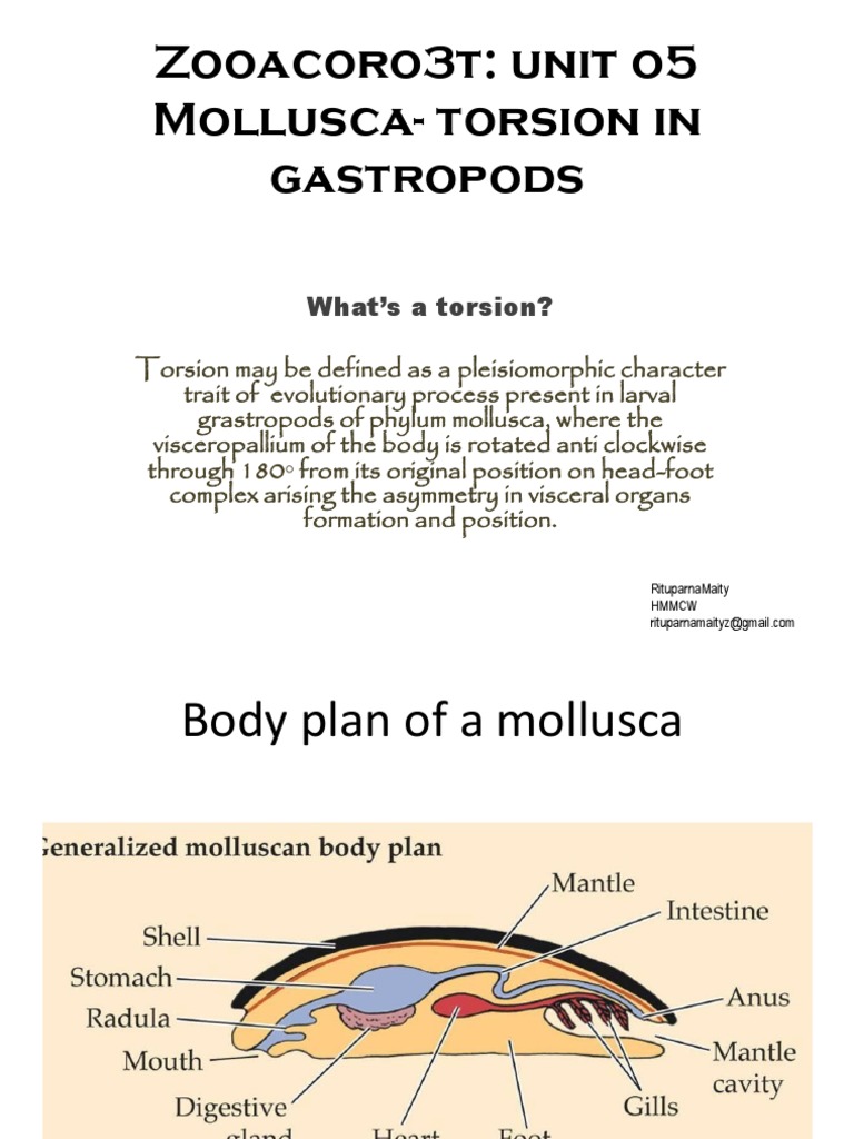 TOrsion PDF Biology Zoology