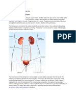 Normal Kidneys and Their Function: Chronic Kidney Disease Overview