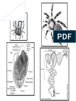 biologia