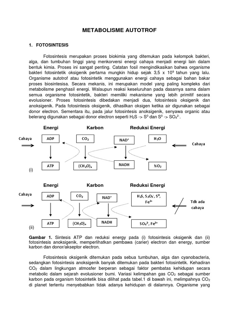 Metabolisme Autotrof: Fotosintesis dan Bakteri | PDF | Sains & Matematika