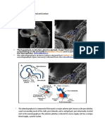 Formation of The Pituitary Gland and Cranium