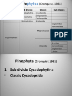 Pinophyta (Cronquist 1981): Sub divisio Cycadophytina dan Classis Cycadopsida