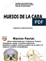HUESOS DE LA CARA PLANTILLA UJAP PDF