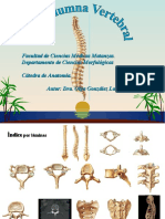 5huesos de La Columna Vertebral