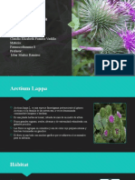 Arctium Lappa