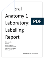 General Anatomy 1 Laboratory: Labelling