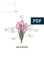 Direction: Name The Parts of The Flower Indicated.: Science 5 Lesson 10 Assignment
