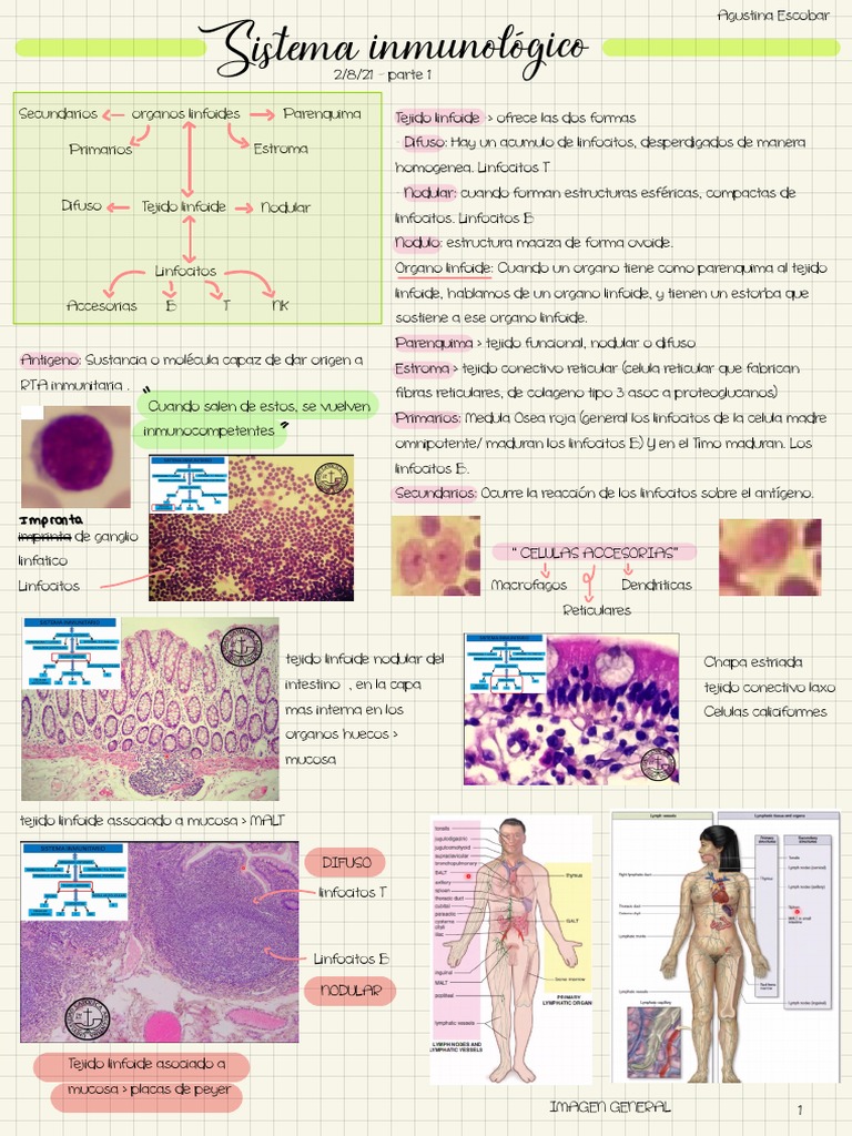 Sistema Inmune | PDF | Linfocitos | Célula T