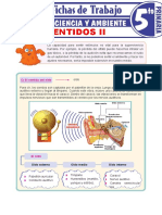 Los Sentidos II para Quinto Grado de Primaria